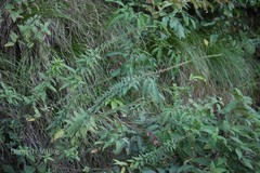 Pouzolzia pentandra